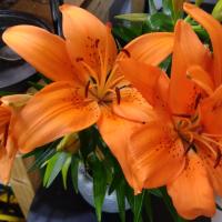 JardinVert