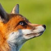 TheFox