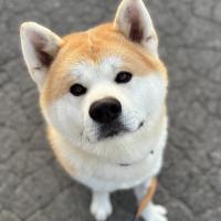 Akita