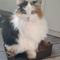 Bmoun
