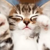 ChatMignon
