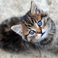 titichat
