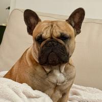 SOYTHEFRENCHIE
