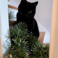 profil du parrain Moka