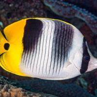 OceanPacifique