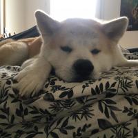 NoctisLeChien
