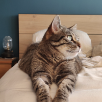profil du parrain Berenice