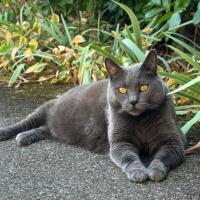 JolieBelle