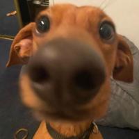 profil du parrain sluurps