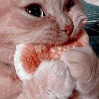 profil du parrain Megiiii
