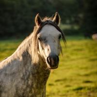 "/Rachel