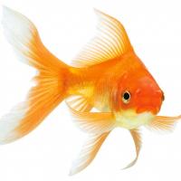 profil du parrain Tif3574